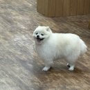 포항애견 이미지