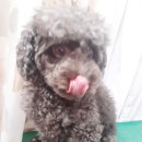 코이독(눈 내리는 강아지마을) 네이버블로그