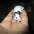 마마우스 이미지