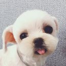 이지애견미용학원