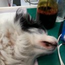 우리들동물병원 이미지