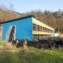 늘푸른염소농장 이미지