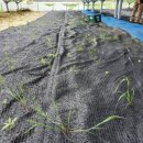 다진 태양광발전소 이미지