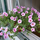 밀레니엄슈퍼 이미지