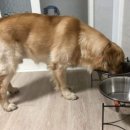 애견호텔 개인 이미지