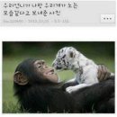 퍼피앤