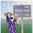 2025/9/7/일/정선.병방치&amp;스카이워크&amp;버들마편초 꽃밭/동재대장 리딩/2 이미지