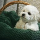 하얀강아지 이미지