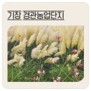 기장군농업기술센터 | 부산팜파스 핑크뮬리 숨은명소 기장 경관농업단지
