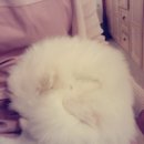 오원석 황금동물병원 이미지