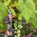 황제여인숙 이미지