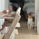 카우스톨 이미지