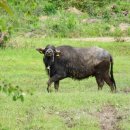 블랙카우 이미지