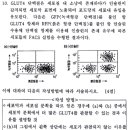 GLUT4 관련 모고 질문 이미지