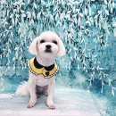 무거동 강아지 미용실 이미지