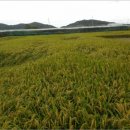 황정리 과수원 이미지