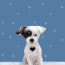 하얀이언니네 이미지