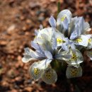 야생언덕에는 푸른 물결이..난쟁이 붓꽃(Dwarf Iris) 이미지