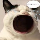 폰사랑삼척점 | 오랜만애 별거업는 나애 일상 .