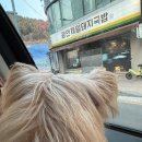 찐펜션 | [기장 펜션 ] 올라아미고 애견동반 펜션 내돈내산 찐 후기! c동 1호