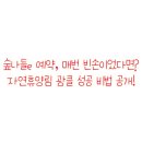 승부사PC | 숲나들e 예약, 성공률 200% 올리는 자연휴양림 광클 노하우