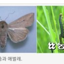 ‘비래해충 공습’ 빨라졌다…유입량도 늘듯 이미지