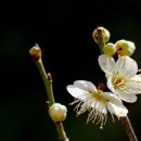 매실농장 이미지