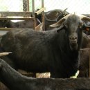 해든누리 흑염소농장 이미지