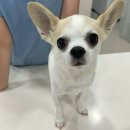 강산동물병원 | 강아지 ple 원인, 실제 치료 후기