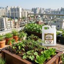 텃밭 모종심기 완성! 고추·토마토·참외·로메인 + 랜드콘 제이에스로 활착률 높이는 법 | 글로벌 아그로