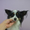 정다운애견미용 이미지