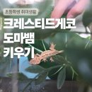 파꼬 | 초등학생의 새로운 취미 :: 크레스티드게코 도마뱀 입양후기