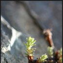 돌채송화-＞땅채송화 이미지