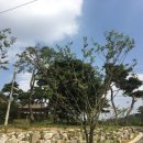 갈매동도당굿전수관 이미지