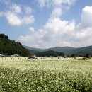 봉평메밀숲 이미지