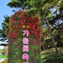 가을 | 화순 가을 축제 다녀온 후기