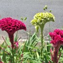 강아지풀 이미지