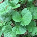 (주)인산조경 | 쉬운 생활 텃밭 채소키우기 추천 5가지(상추, 토마토, 깻잎, 고추, 곰취 키우기)