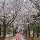 우리동네아이스크림부천점 | 부천 벚꽃 상동 호수공원 자전거 놀거리 수피아식물원