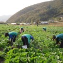 새마을농장 이미지