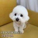 TOPnTOP Grooming(탑앤탑그루밍) | 시흥애견미용 장현 강아지 미용 잘하는 곳 그루밍이즈 만족했던 후기