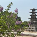 정향