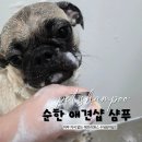 동물사랑애견샵 | 순한 애견샵샴푸 TOP! 에브리원스 수딩&amp;마일드가 사랑받는 이유