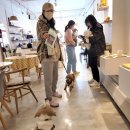디저트봉싯 | 지난 주 토요일 강아지를 사랑 모임 반려견모임 후기입니다~