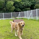 알프스애견 이미지