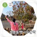 신흥동백나무군락 이미지