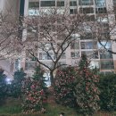 온천천시민공원 동백 이미지