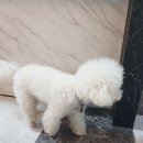 샵봄애견샵 이미지