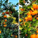 복희 농장 이미지