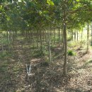 팽나무 농장 이미지